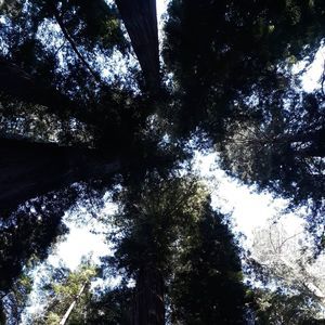 Meet your Posher, Yvonne